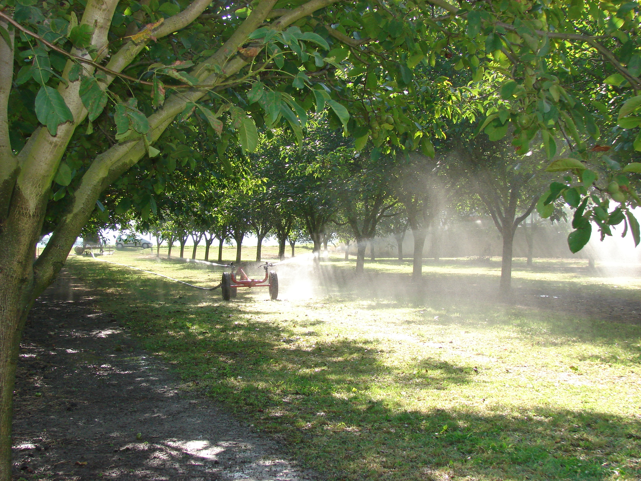 Arrosage des noyers AOP Noix de Grenoble